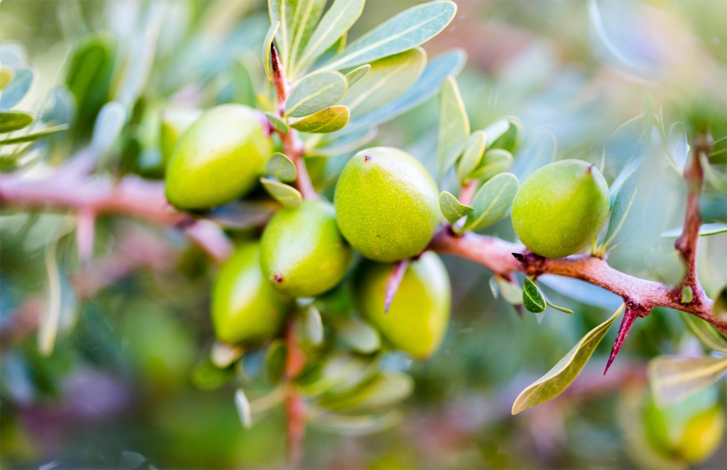 Argan Organic