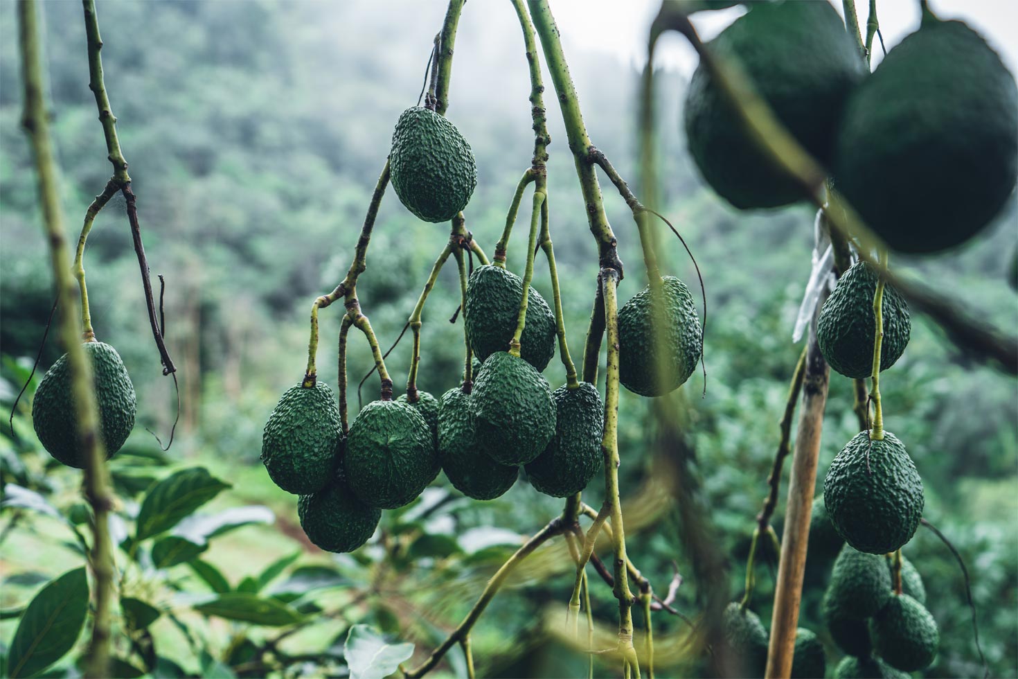 Avocado