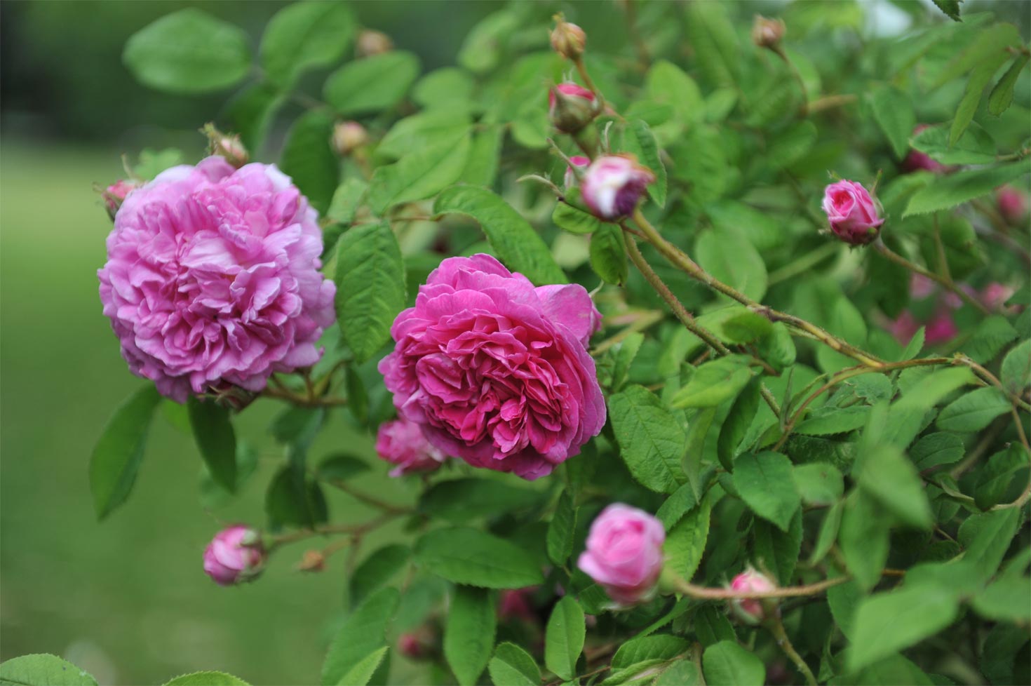 Rose Water