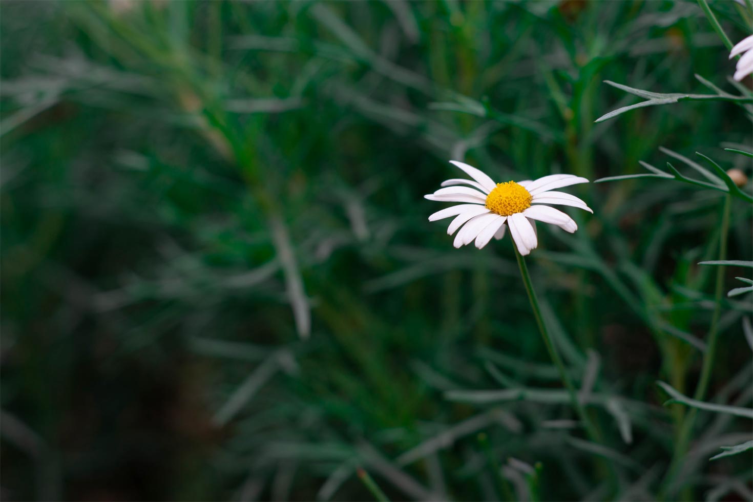 Chamomile Roman