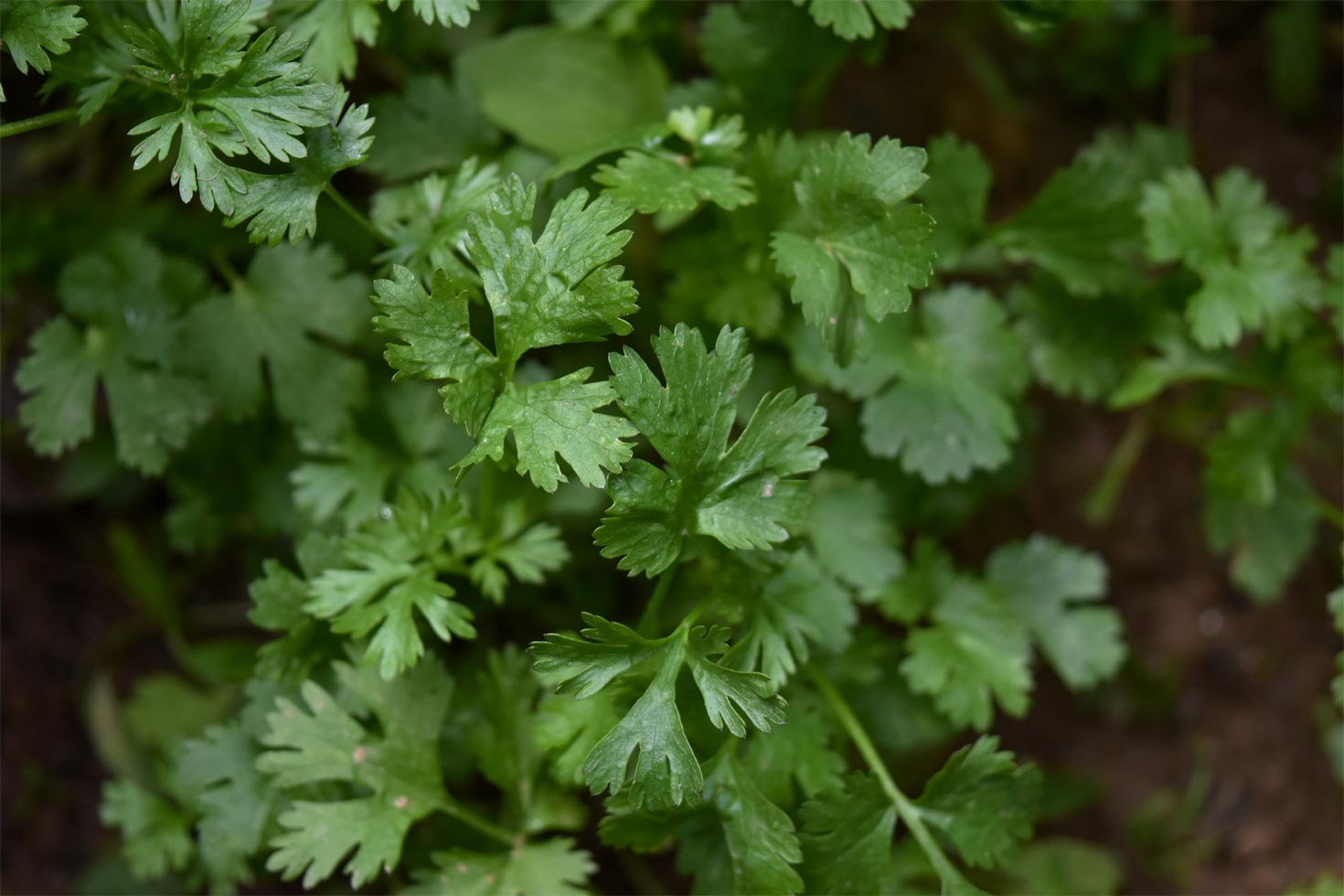 Coriander Seed