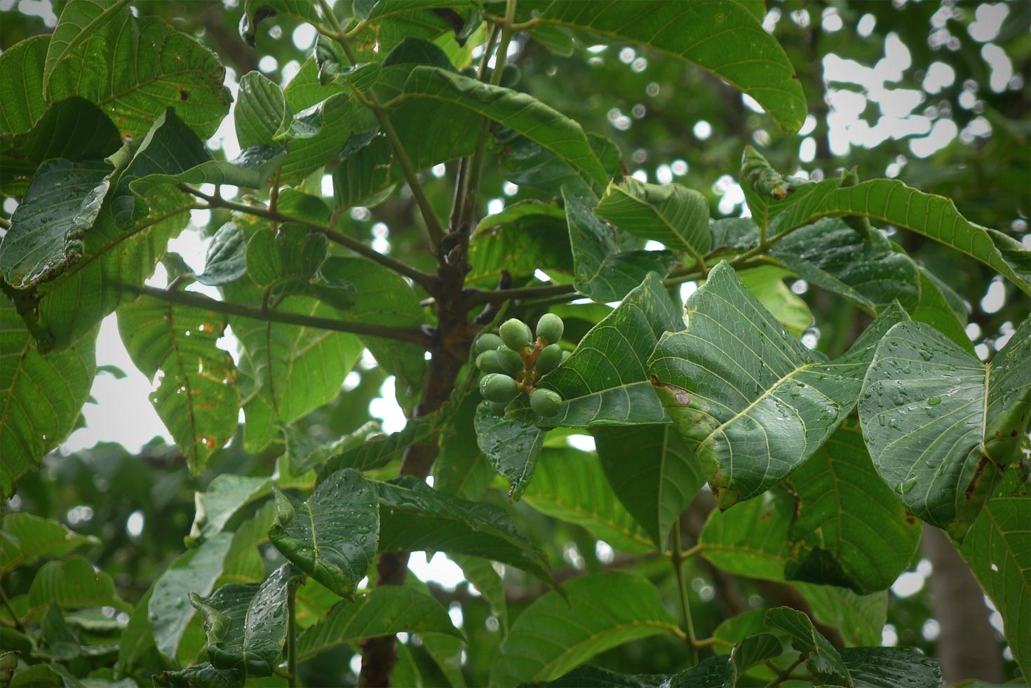 Elemi Wild