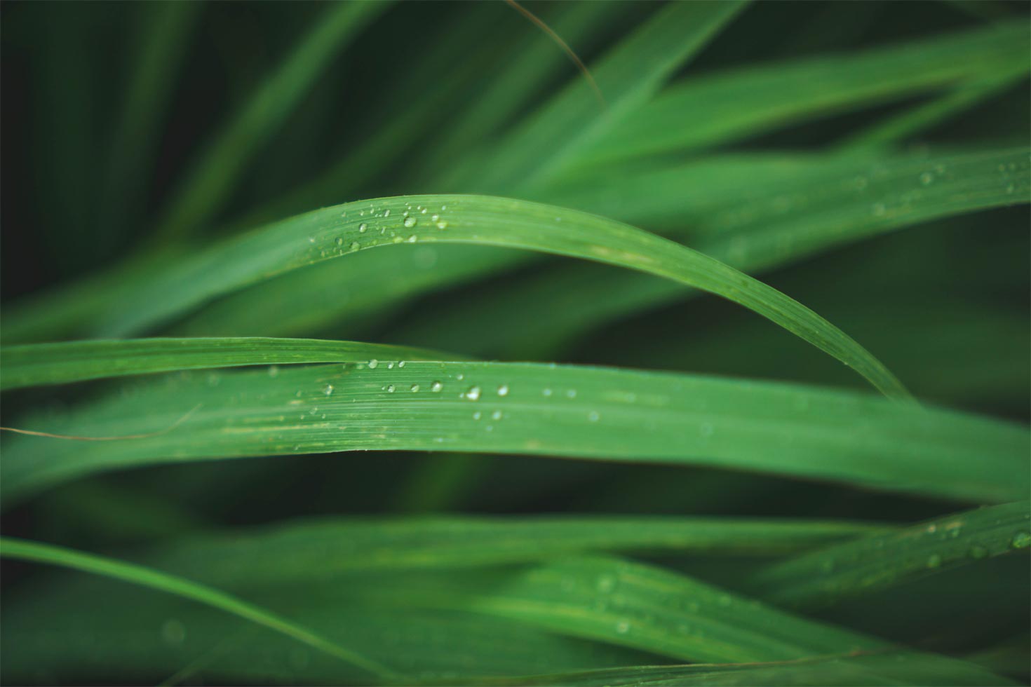 Lemongrass