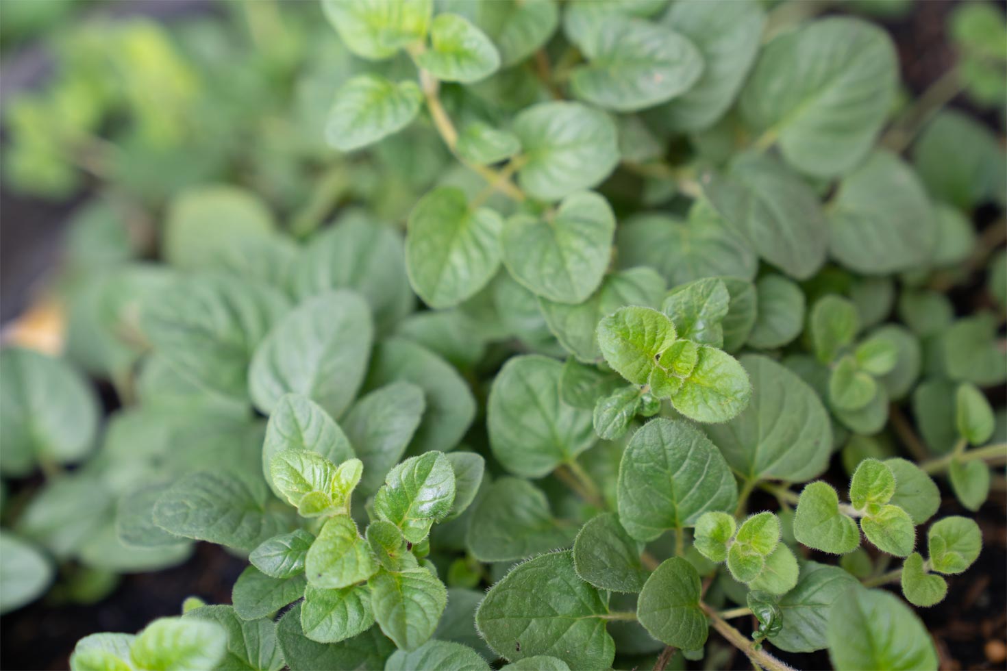 Oregano