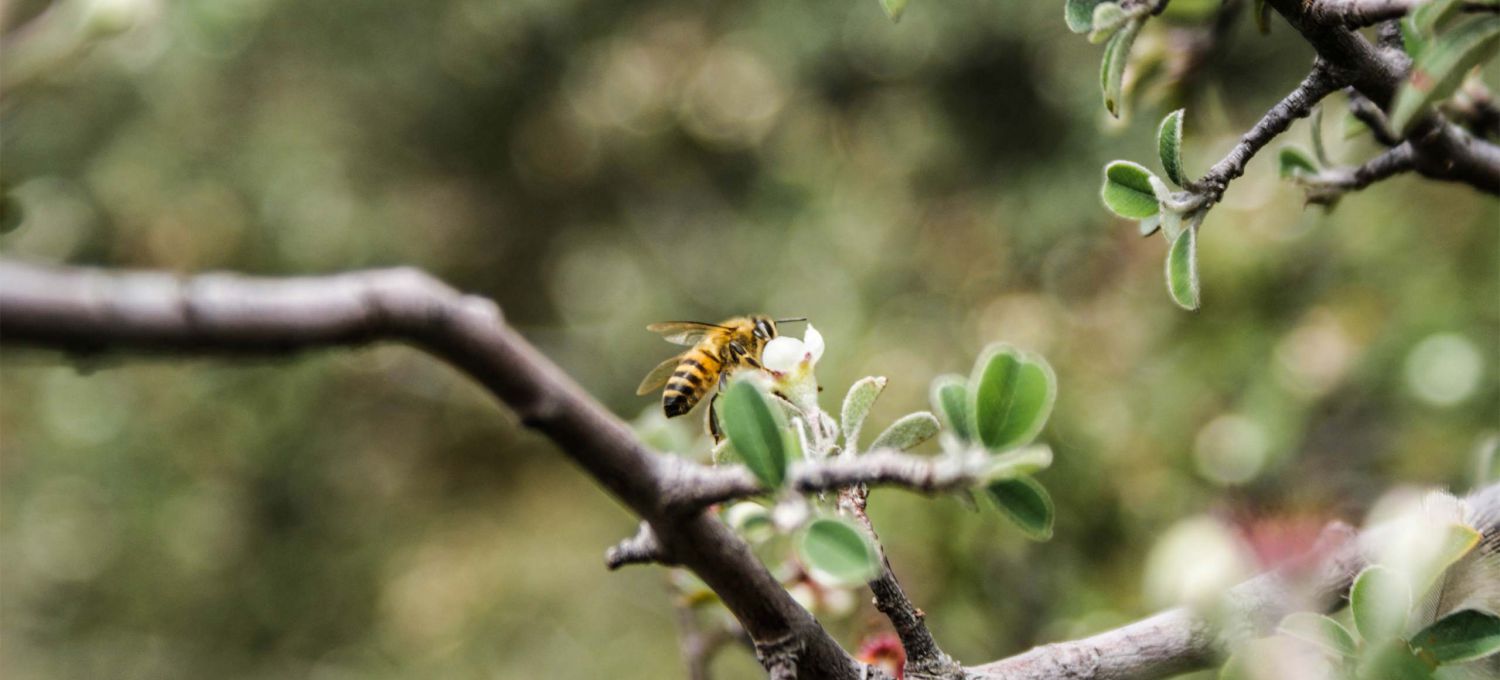 Pollenating Bee