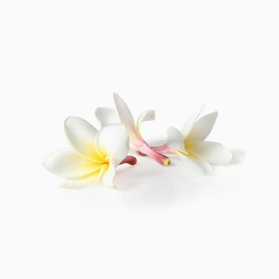 Frangipani Absolue 20 % : Primavera Life Frangipani Absolue 20% (5ml ...