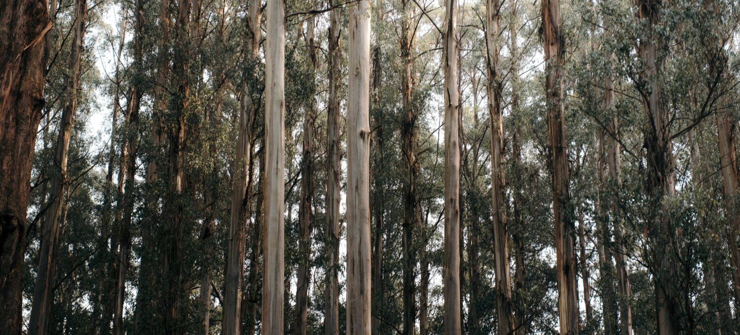 Eucalyptus trees